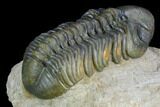 Detailed Reedops Trilobite - Atchana, Morocco #125195-4